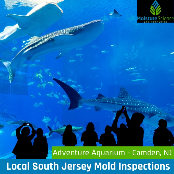 South Jersey Mold Inspections