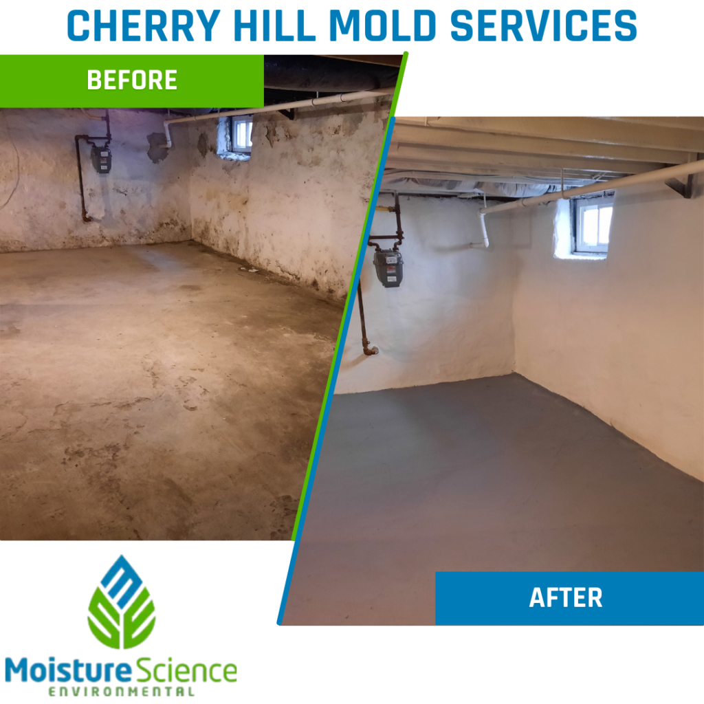 Cherry Hill Mold Removal Services