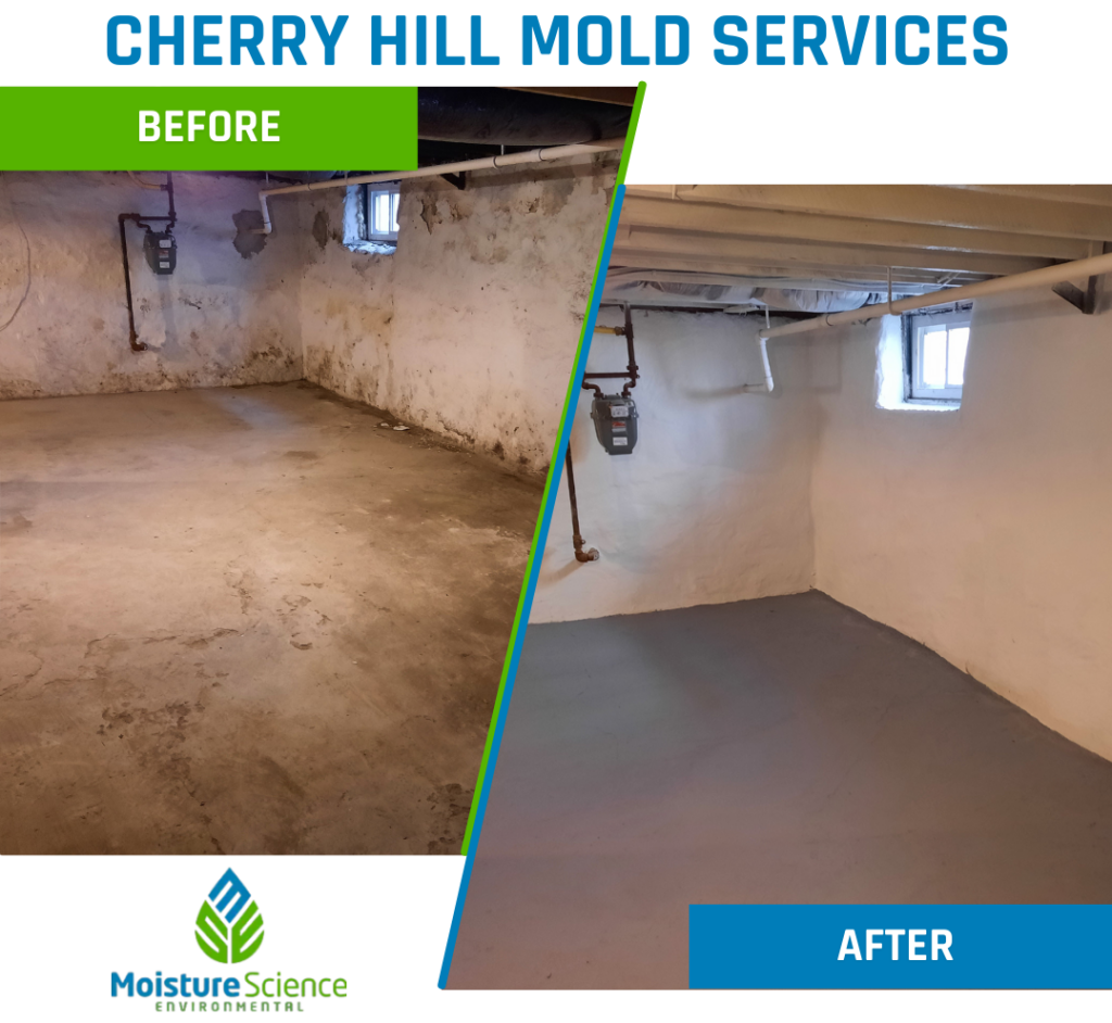 Local Mold Cleaning and Removal Services