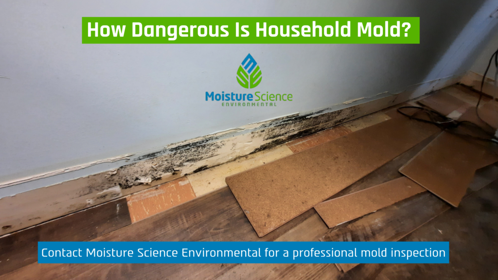 How Dangerous Is Mold in a House