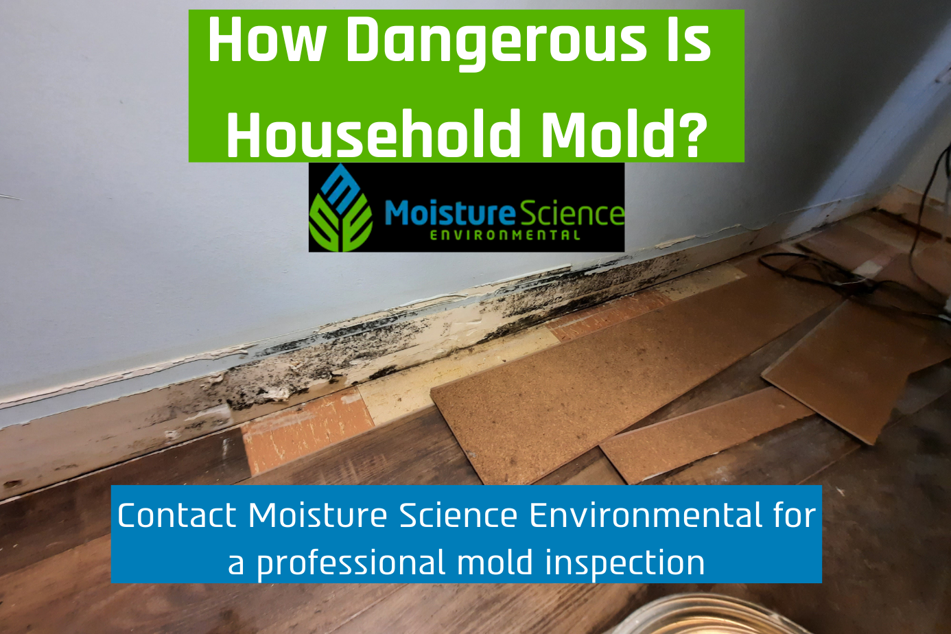 Dangerous Household Mold in New Jersey