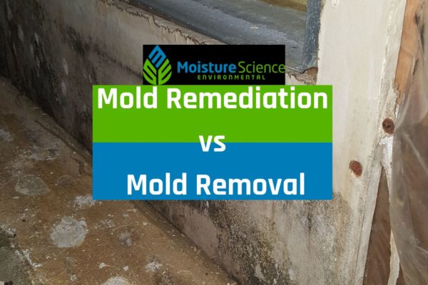 Mold Remediation vs Mold Removal
