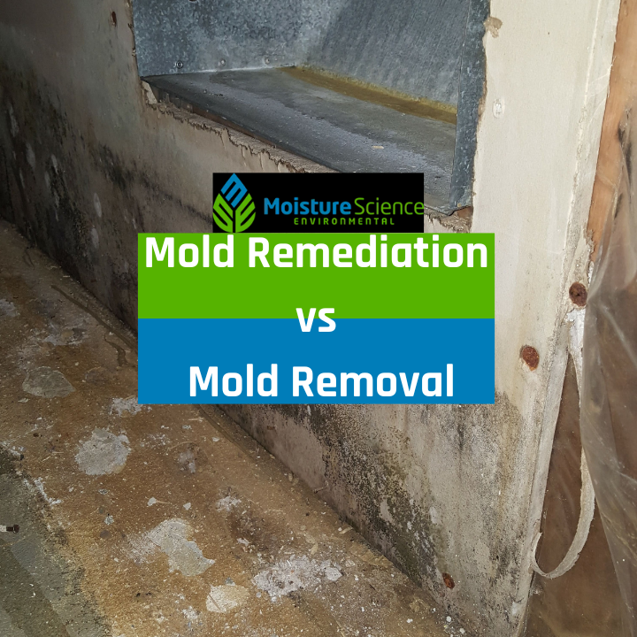 Mold Remediation vs Mold Removal
