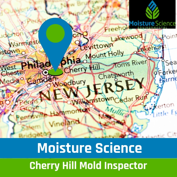 Mold Inspector in Cherry Hill