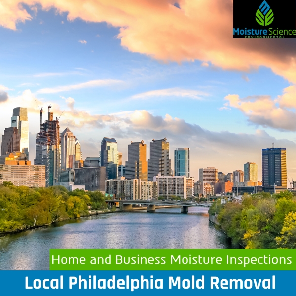 Philadelphia Mold Removal Company 2 MSE Philly 1