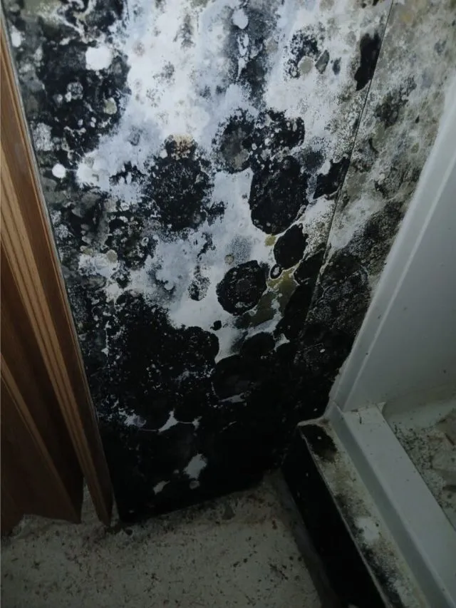Home 5 New Jersey Crawl Space Mold Solutions